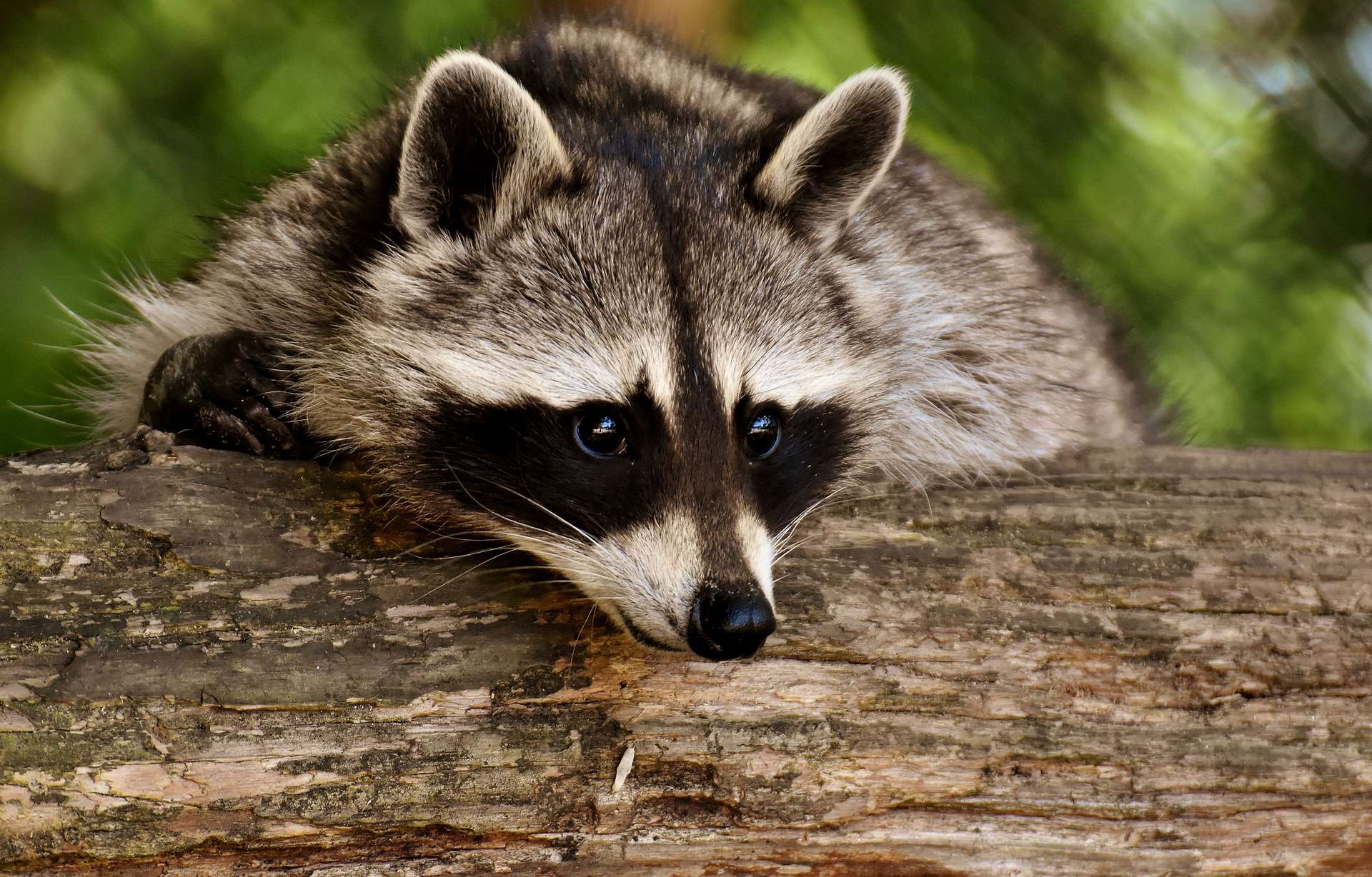 waschbaer FunFact Teamvorstellung_Waschbär imSchrank bei Hausbesichtigung
